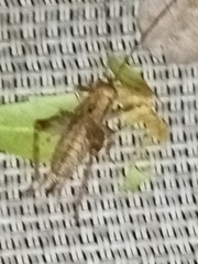 Gryllidae