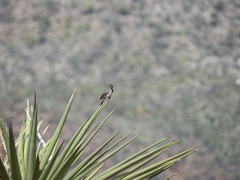 Amphispiza bilineata