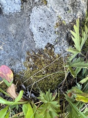 Hedwigia ciliata