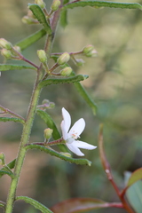 Philotheca hispidula