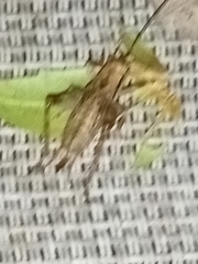 Gryllidae