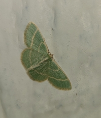 Chlorochlamys chloroleucaria