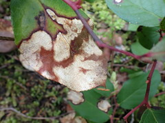 Cameraria gaultheriella