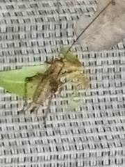 Gryllidae