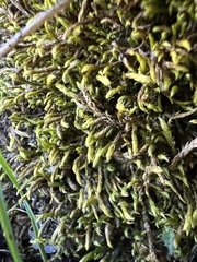 Hedwigia ciliata