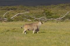 Tragelaphus oryx oryx