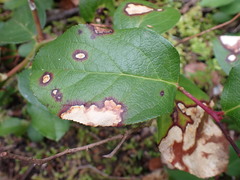 Cameraria gaultheriella