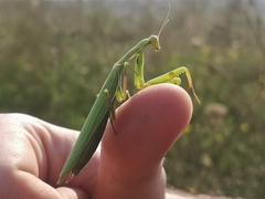 Mantis religiosa