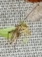 Gryllidae