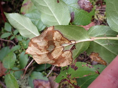 Cameraria gaultheriella