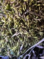Hedwigia ciliata