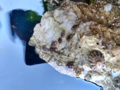 Onchidoris bilamellata