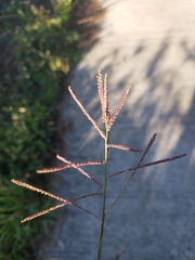 Paspalum paniculatum image