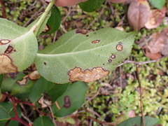 Cameraria gaultheriella