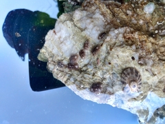 Onchidoris bilamellata