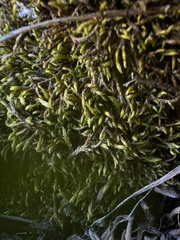 Hedwigia ciliata
