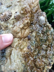 Onchidoris bilamellata