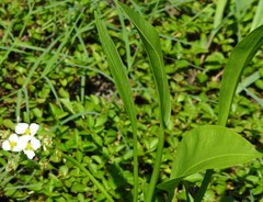 Sagittaria