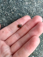 Onchidoris bilamellata
