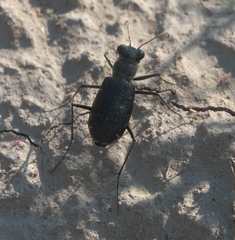 Cicindela punctulata