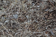 Medopheos edracanthus