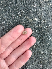 Onchidoris bilamellata