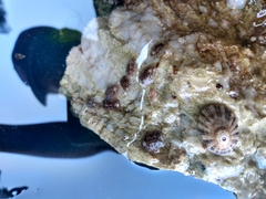 Onchidoris bilamellata