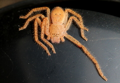 Neosparassus diana