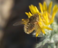 Bombyliini