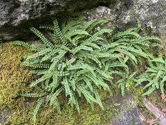 Asplenium trichomanes