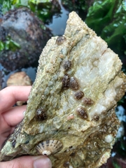 Onchidoris bilamellata