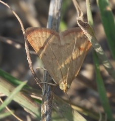 Achyra rantalis