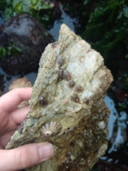 Onchidoris bilamellata