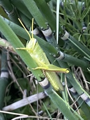 Schistocerca