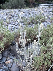 Pseudognaphalium