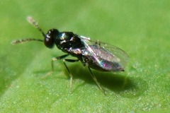 Tetrastichinae
