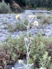 Pseudognaphalium