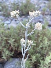 Pseudognaphalium