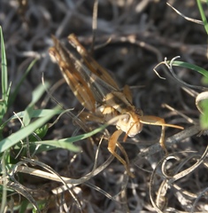 Melanoplus packardii