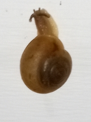 Helicoidea