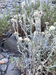 Pseudognaphalium