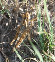 Melanoplus packardii