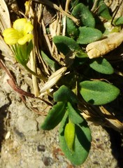 Mecardonia procumbens