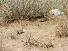 Xerospermophilus spilosoma