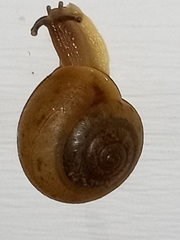 Helicoidea