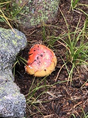 Amanita muscaria flavivolvata