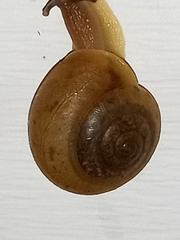 Helicoidea