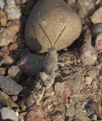 Trimerotropini