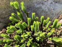 Crassula ericoides