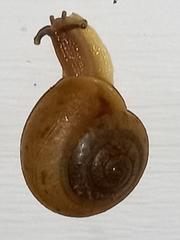 Helicoidea